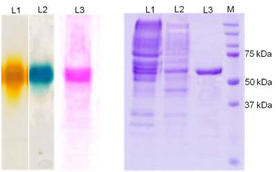 Fig. 52. (A) Zymogram activity and glycoprotein staining of purified laccase enzyme using native PAGE (L1- ABTS, L2-2,6-DMP, L3- glycoprotein staining).