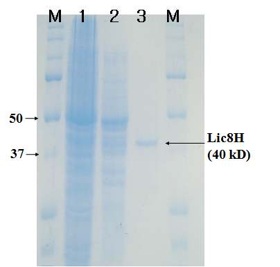 Fig. 66. SDS-PAGE of the purified Lic8H. (M : molecular weight marker; 1 : crude extract; 2 : High-Q chromatography; 3 : CHT-II chromatography) Fig. 67. Characterization of Lic8H.