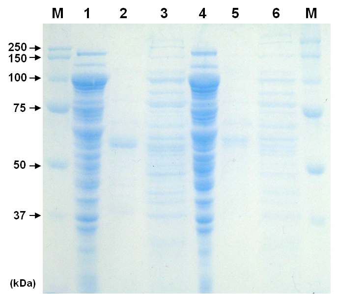 Fig. 76. Activity staining (a) and protein staining (b) after SDS-PAGE of the xylanase produced by E. coli BL21(DE3) (pcx33), B. subtilis WB700 (pjx33) and B. subtilis WB800 (pjx33).