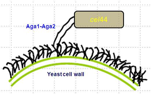 < 그림 5> Vector constriction for yeast surface display of Cel44 enzyme <그림 6> (A) Restriction digestion of pgem-t/cel44 and pct vector for isolation of cel44 gene with NheI and