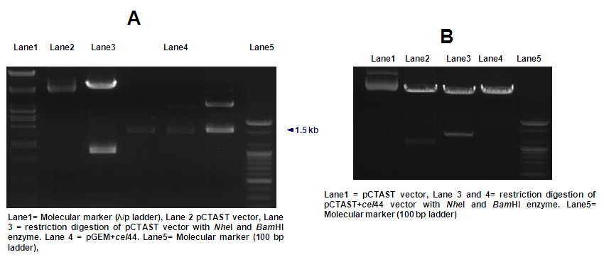 (5) 섬유질 분해효소 endoglucanse 세포표면발현 효모 형질전환체 제작 (가) pct-cel44의 Saccharomyces cerevisiae EBY100에 형질전환 효소의 세포 표면발현용으로 사용한 효모는 Saccharomyces cerevisiae EBY100 (MATα ura3-52 trp1