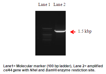 (나) 선발된 형질전환체의 cel44 확인 cel44 gene의 클로닝 primer을 사용하여 효모 형질전환체의 colony PCR을 통해 1.5kb의 cel44 유전자가 효모 형질전환체에 도입된 것을 확인하였다 (그림 7).