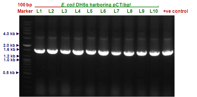 < 그림 13> PCR amplification of E. coli DH5α with pct/bgl (BamHI-free bgl mutant). < 그림 14> Restriction map of pct-bgl (BamHI-free bgl mutant).