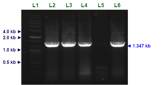 Cellobiohydrolase (cbh) 유전자는 실험실에서 선발한 Fusicoccum sp. BCC4124 균주에서 클 로닝하여 사용하였다. Saccharomyces cerevisiae EBY100는 YPD배지 (1% yeast extract, 2% peptone and 2% dextrose) 및 transformed S.