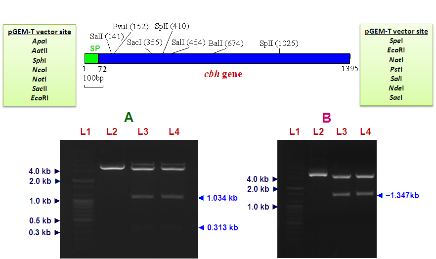 <그림 17> Restriction digestion of pgem-t/cbh with (A) NheI and BamHI enzyme, and (B) EcoRI enzyme. (3) 효모 형질전환을 위한 pct-cbh 구축 pgem-t/cbh를 NheI와 BamHI로 절단하여 1.