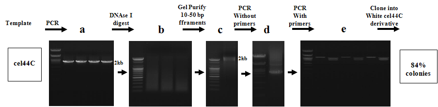 활성이 증가된 섬유소 분해효소를 효모 세포표면 발현용 유전자원으로 이용하기 위해 cellulase와 β-glucosidase를 DNA shuffling과 효소의 C-terminal 부위 제거에 의한 효소분자 의 최소화 방법을 사용하여 개량을 시도하였다. 가.