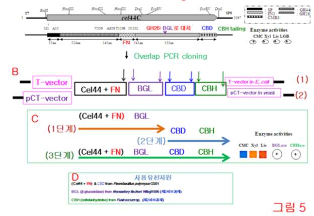 였다. 구체적인 클로닝 전략으로 그림 30B 및 그림 30C에서와 같이 cel44 유전자의 mannase (GH26) domain 대신에 FN domain을 linker region으로 하여 β-glucosidase (BGL) gene을 overlap PCR 기법을 통하여 Cel44-FN-BGL의 fusion protein을 구축하였으며 (1단계),
