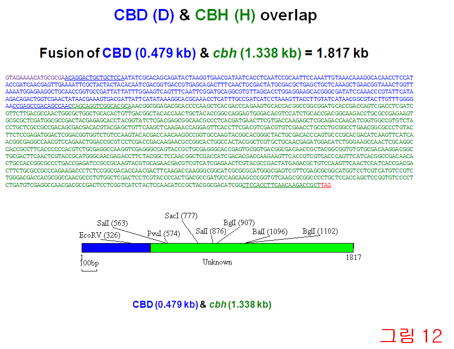 <그림 33> Confirmation of cel44+fn and bgl fusion by PCR and restriction enzyme analysis.