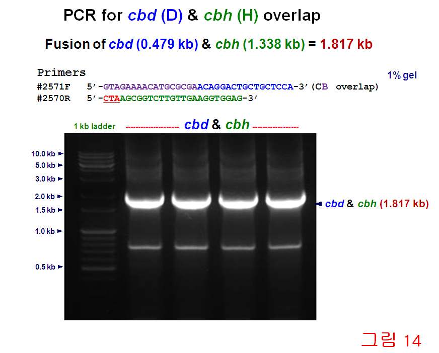 (3) Overlap PCR에 의한 [(cel44+fn+bgl)+(cbd+cbh)] fusion 유전자 클로닝 그림 37의 overlap PCR primer로 [(cel44+fn+bgl)+(cbd+cbh)] fusion 유전자 클로닝을 시도 하였으나 long DNA size PCR용 taq