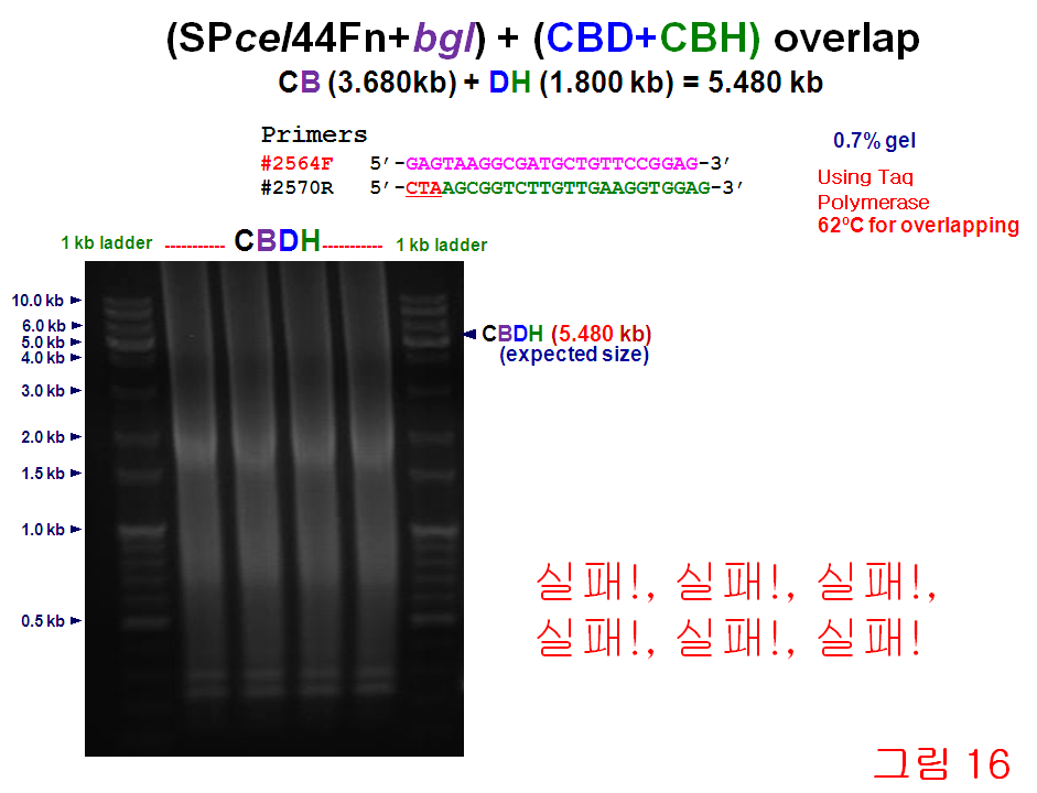 <그림 37> Overlap PCR for [(cel44+fn+bgl)+(cbd+cbh)] fusion <그림 38> Confirmation of [(cel44+fn+bgl)+(cbd+cbh)] fusion by overlap PCR (4) pgem-t vector 제한효소 map에 의한 fusion 유전자 클로닝 1, 2단계에서 얻어진 clone들은