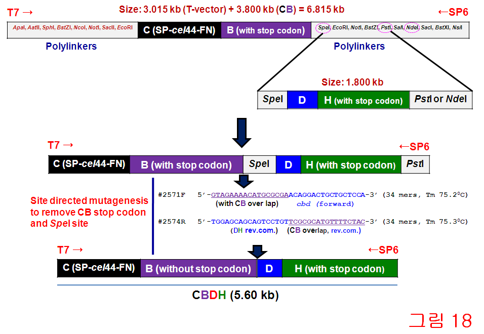 <그림 39> New cloning strategy using the restriction map of the multiple