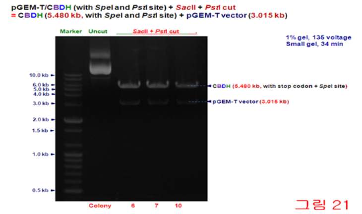 < 그림 41> PCR for cbd (D) and cbh (H) (with SpeI and PstI site) < 그림 42> Digestion of pgem-t/cb