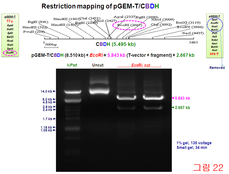 of pgem-t/cbdh by SpeI and PstI C: cellulase (cel44c), B: β-glucosidase (bgl), D: cellulose