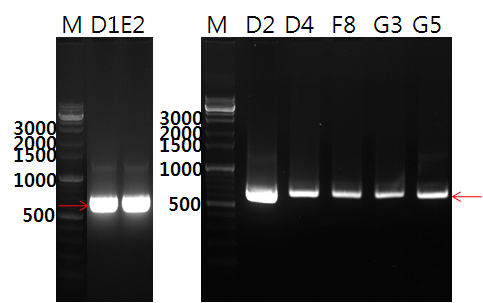 그림 1-13. JK-L73 F/R primer와 분리균주 E2 cdna 의 PCR을 통해 얻어진 cellulase 유 전자의 염기서열. 다.