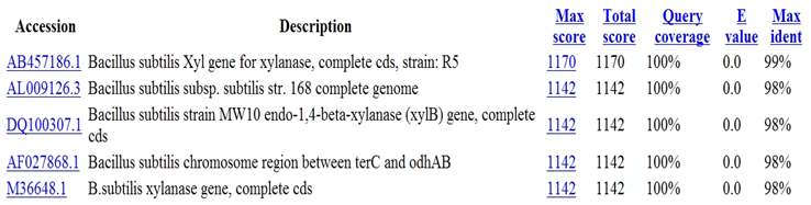 JK-Xyn F/R primer와 분리균주 D2와 D4 cdna의 PCR을 통해 얻어진 xylanase 유전자의 염기서열. 그림 1-19.
