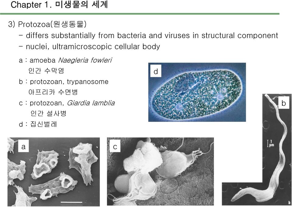 cellular body a : amoeba Naegleria fowleri 인간 수막염 b : protozoan,