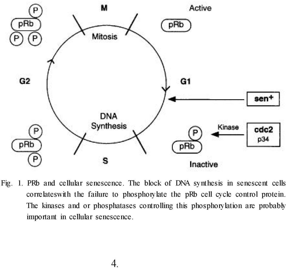 prb cell cycle control protein.