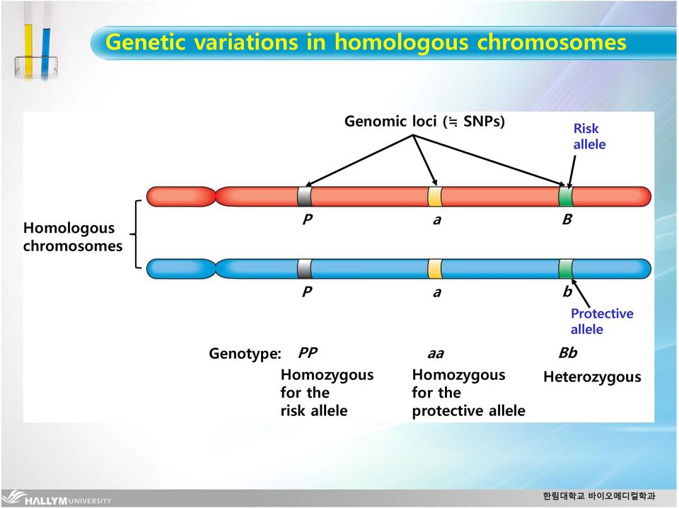 Protective allele Genotype: PP Homozygous for the risk
