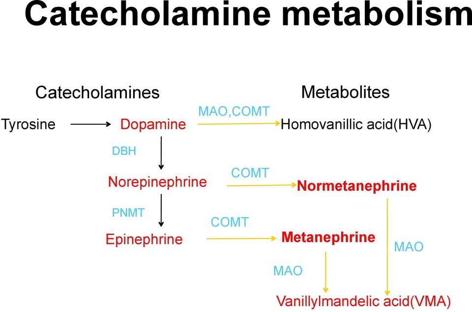 DBH Norepinephrine COMT Normetanephrine PNMT