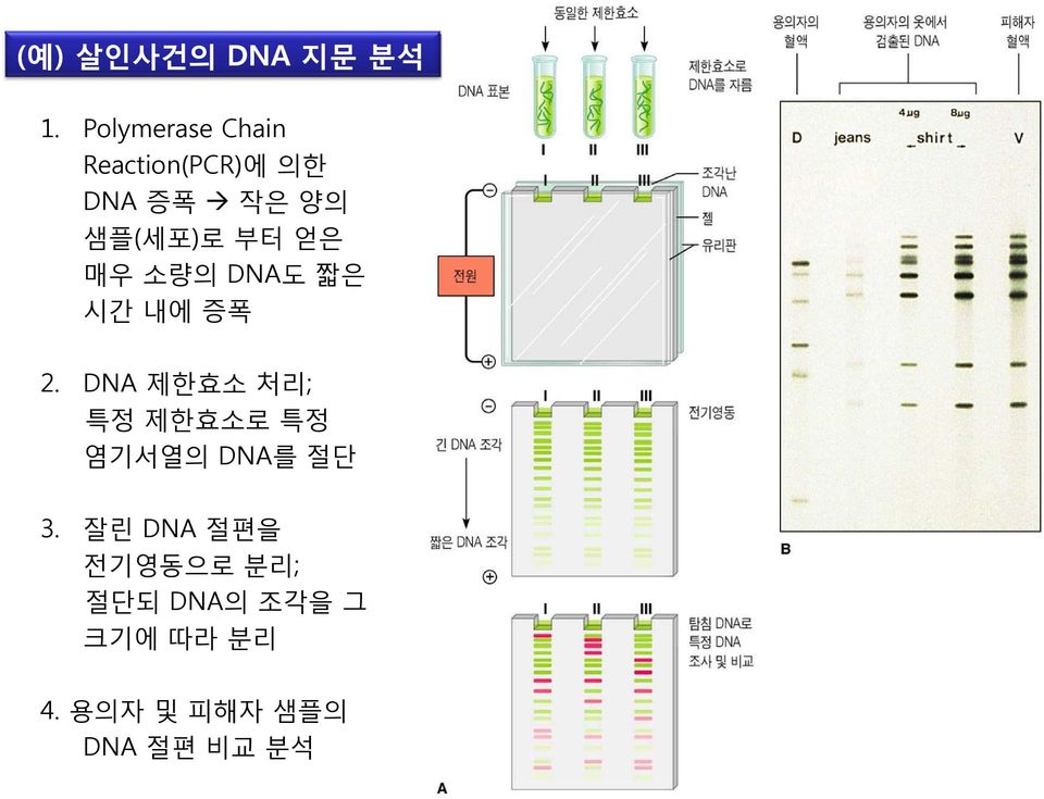 부터 얻은 매우 소량의 DNA도 짧은 시간 내에 증폭 2.