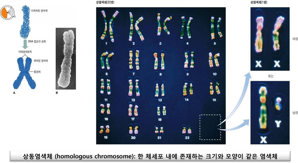 chromosome): 한
