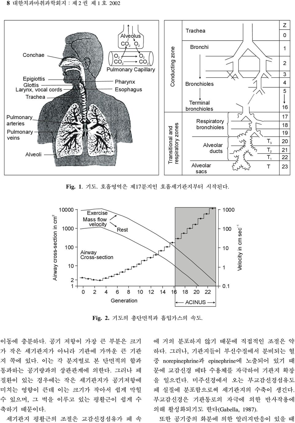 20 21 22 23 Fig. 1. 기도. 호흡영역은 제17분지인 호흡세기관지부터 시작된다.
