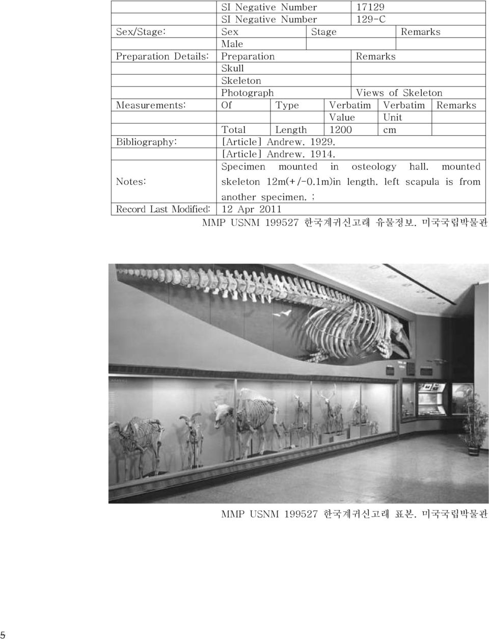 [Article] Andrew. 1929. [Article] Andrew. 1914. Specimen mounted in osteology hall. mounted Notes: skeleton 12m(+/-0.1m)in length.