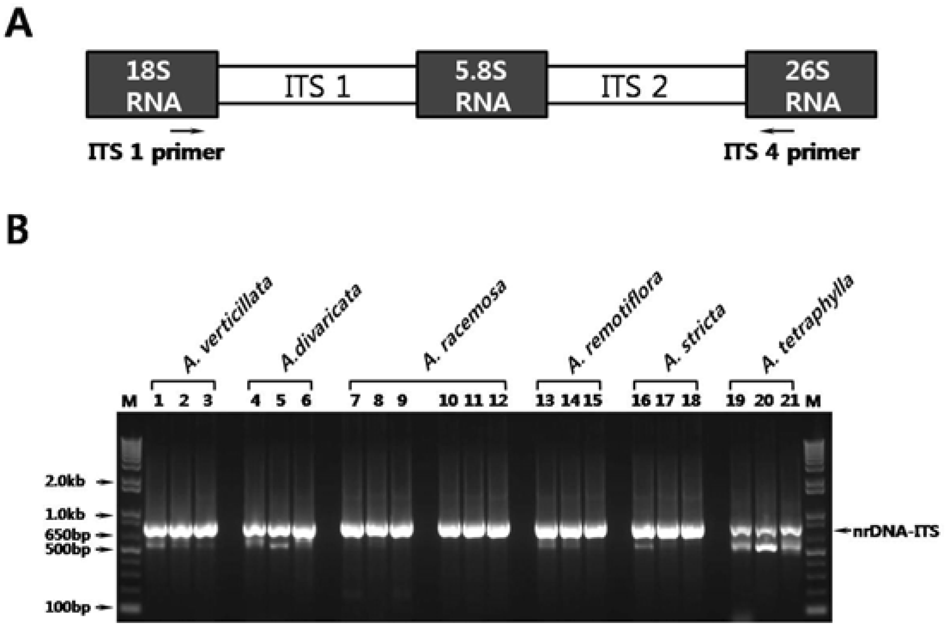 Á Á Á Á ¼Á½y š Fig. 1. Amplification of nrdna-its region from Adenophora species using ITS1 and ITS4 primer. competent cell (Stratagene, USA) x yw ampicillin X-gal/IPTGƒ ƒ LB agar w 20 w.