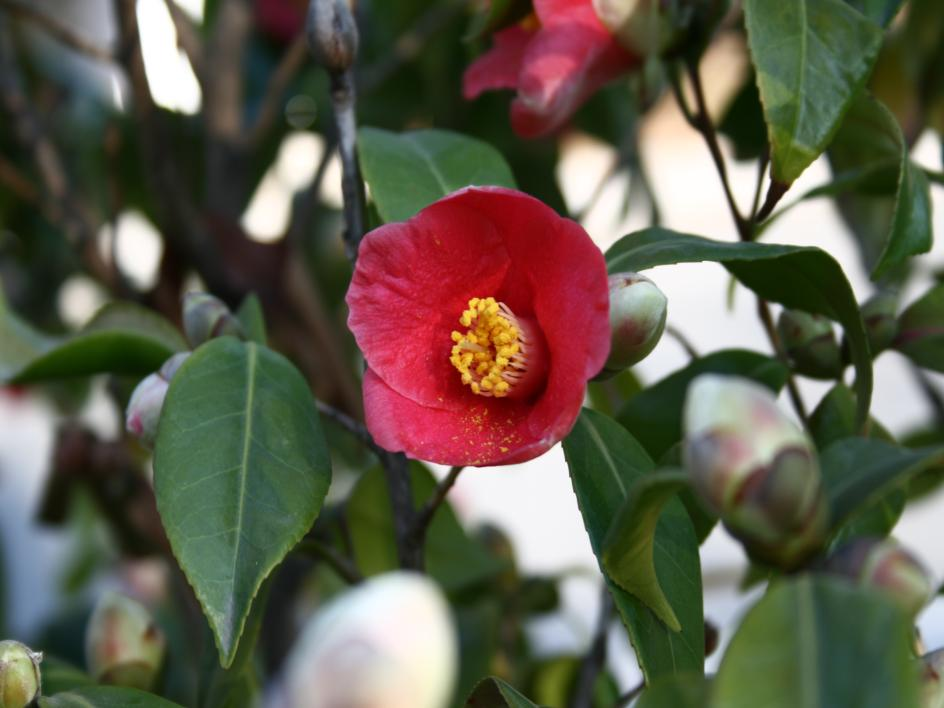 11. 동백나무 토성 : 사질토 내한성 : 약함 음양성 : 음수 동백나무 Camellia japonica 성상 :