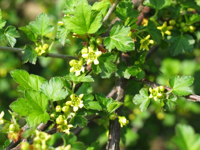 13. 까마귀밥나무 음양성 : 음수 생장속도 : 보통 까마귀밥나무 Ribes fasciculatum var.