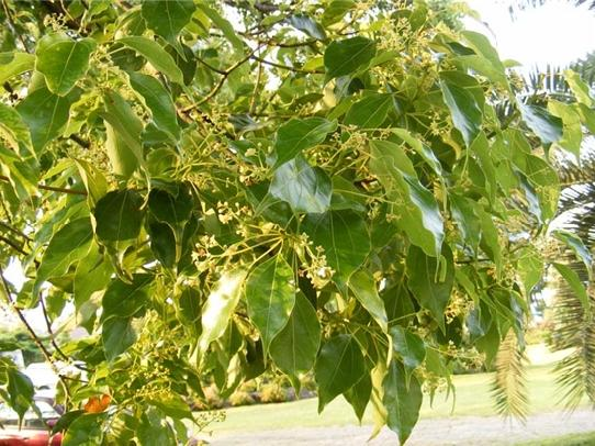 1. 녹나무 내한성 : 약함 음양성 : 중용수 녹나무 Cinnamomum camphora 성상 : 상록활엽교목 수형 : 타원형