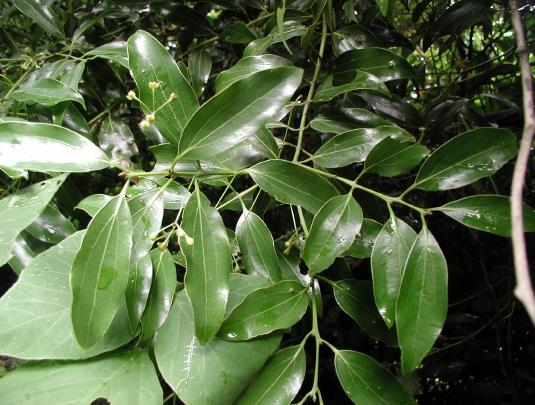2. 생달나무 내한성 : 약함 음양성 : 음수 생달나무 Cinnamomum japonicum 성상 :