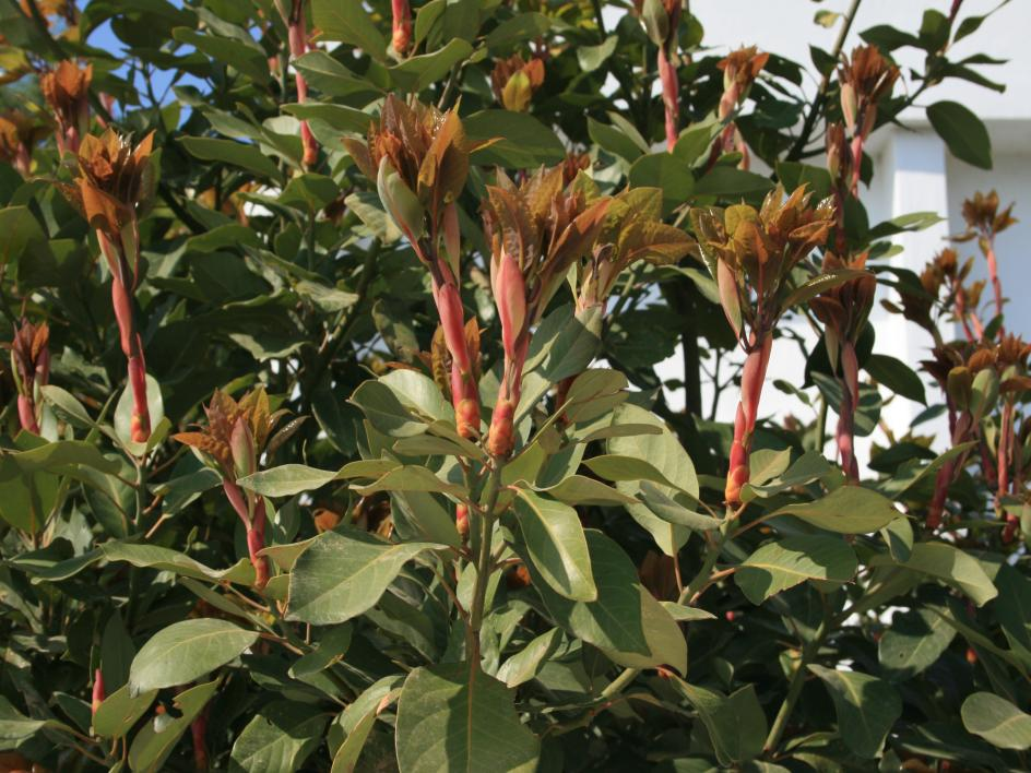 3. 후박나무 내한성 : 약함 음양성 : 중용수 후박나무 Machilus thunbergii 성상 : 상록활엽교목