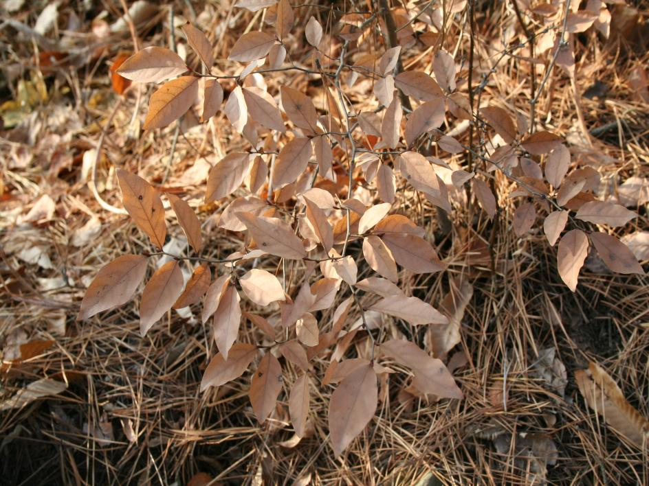 7. 감태나무 토성 : 양토 음양성 : 양수 생장속도 : 보통 감태나무 Lindera glauca 성상 :