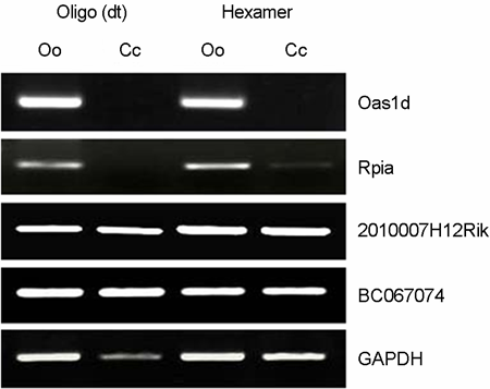 난자 - 난구세포복합체에서발현하는 Rpia 유전자의종특이적발현 대한생식의학회지 Figure 3. RT-PCR analysis of four ovary-selective genes. cdnas were prepared by using two different methods, oligo(dt) and hexamer.