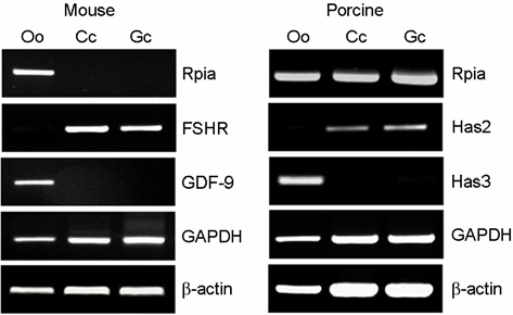 제 34 권제 2 호, 2007 김윤선 윤세진 김은영 이경아 Figure 5. Confirmation of Rpia mrna expression in mouse and porcine follicular cells using RT-PCR.