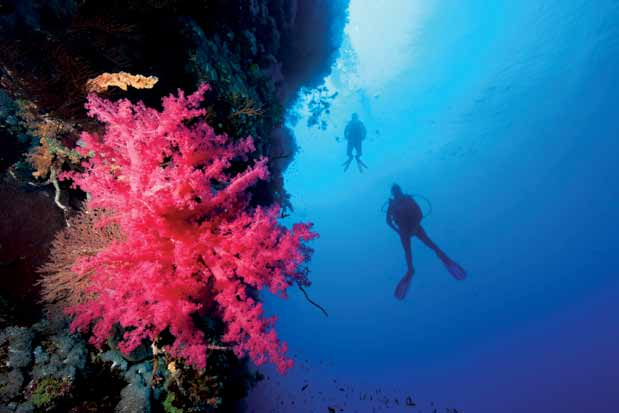 산호개량 말레이시아는세계에서가장복잡하고풍부한해양생태계를가지고있는나라중하나입니다.