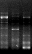 DPO (Dual Priming Oligonucleotide) Conventional PCR DPO PCR < 기존방식의 Primer> <DPO Primer> 5 3 1 5 3 Extension 1 2 3 1 5 3 Extension 1 2 3 2 5 X Extension