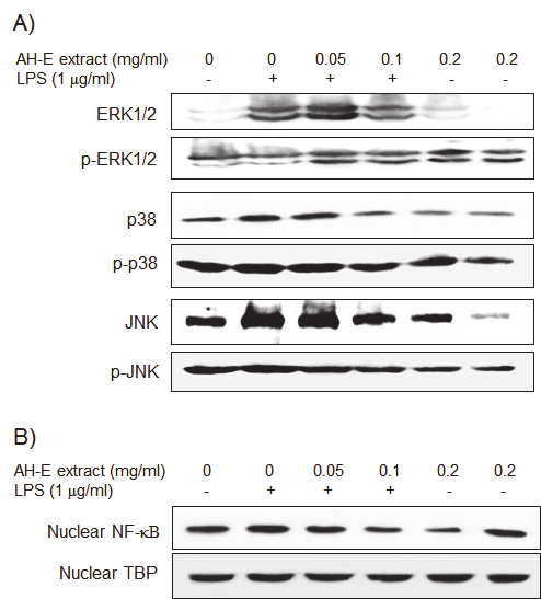 仙鶴草추출물의대식세포에서의 LPS- 유도염증반응에대한효능연구 67 ERK1/2, p38, JNK MAPK 분자들의인산화에영향을주지않는것으로나타났다. 또한핵과세포질에서의 NF-κB 발현변화를조사한결과, LPS 자극후 NF-κB 의핵으로의이동에의한발현증가가관찰되었으며, 선학초추출물처리에의해감소하는것으로나타났다 (Fig. 6B). Fig. 6. Effect of Agrimoniae Herba exthanol extract on LPSinduced expression of MAP kinases and NF-κB in RAW264.