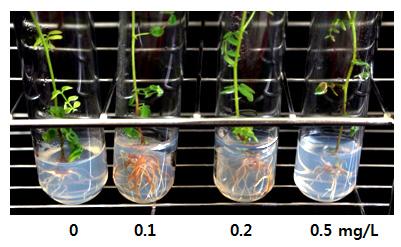 104 J Plant Biotechnol (2014) 41:100 106 Fig. 5 Induction of in vitro root by different IBA treatment IBA 농도및절편체위치효과 IBA 농도및절편의위치에따른발근시험결과는 Figure 6 과같다.