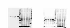항원항체반응을최적화하여강한 Target Signal 표현 Can Get Signal 21 Signal 은높게, Background 는낮게도출된결과 Sample : Cultured bovine adrenal medulla cells Conventional Conventional Can Get Siganl (TBS-T) Can Get Siganl
