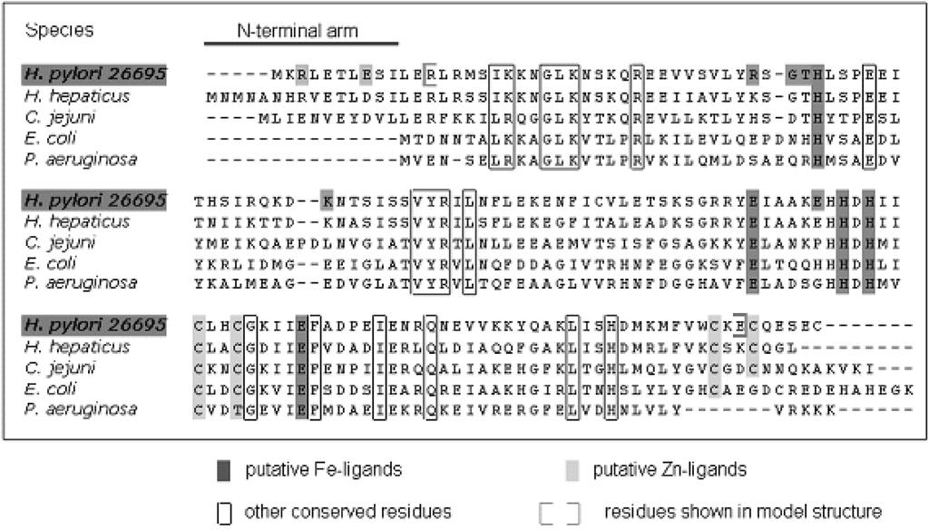 226 Douglas E. BergË Fig. 1 Unique and conserved sequence of Helicobacterpylori Fur protein. 13) Hpp Fur vp 150 aa v q p d dp Fur v k 53% r p o p pp srp, rp l r p p p p k r p (Fig. 1).