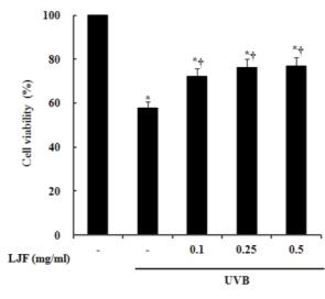 금은화물추출물의항산화효과와 Ultraviolet(UV)B 로유도된사람각질형성세포손상에대한보호효과 67 여 1시간동안배양한후 UVB 200 mj/ cm2을조사후 4시간처리한뒤세포생존률을살펴보았다. 그결과 UVB 200 mj/ cm2을조사하였을때감소하던세포생존률이금은화물추출물처리군에서농도의존적으로증가한것을확인하였다.