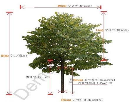 1. 수목보상평가의이해 [ 관상수편 ] 다. 수목의규격수목의규격은수종에따라수고와수관폭, 근원직경과흉고직경등으로표시한다. 단순히수령만으로표시하는경우에도현장조사시에수종별로주요규격을확인하여한다.