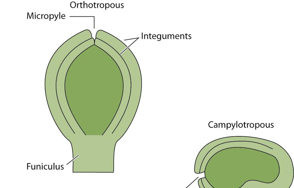 Embryology ( 배발생 ( 학 )) 주공 직생배주 주피 Sporophyte ( 포자체 ) 는 sporangium ( 포자낭 ) 에서 spore ( 포자 ) 생산.