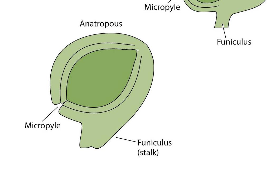 소포자낭 ) 에서생성됨 Gametophyte ( 배우자체 ) 는 gametangium ( 배우자체낭 ) 에서 gamet ( 배우자 ) 들을보호. - 이들중 egg 의경우 archegonium ( 장난기 ) 에서보호됨.