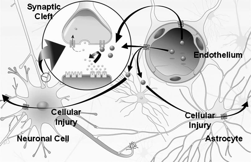 김소원외 2 인 80 Fig. 4. 중추신경계약물과 ABC 수송단백. ( 좌 ) MRP1 에의한 citalopram 수송. MRP1 은혈액 - 뇌장벽과신경세포에있다. MRP1 은신경세포에서는세포밖으로약제를내보낸다.