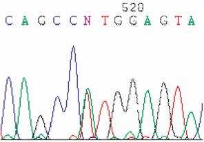 88 Korean J Hematol Vol. 40, No. 2, June, 2005 Fig. 3. Sequence analysis of BCR-ABL kinase domain. Normal ABL gene (NM_005157) has ATG sequence coding for methionine (M) at codon 351 (A).