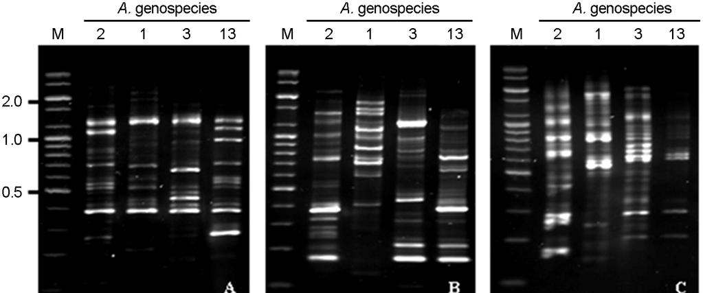 40 HS Lim, et al. Figure 1. RAPD patterns of reference A. calcoaceticus-a. baumannii complex strains by PCR using the six RAPD primers.