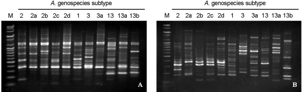 Genospecies Classification of A. calcoaceticus-a. baumannii Complex by RFLP 41 Figure 2. RAPD patterns of representative clinical A. calcoaceticus-a. baumannii complex isolates by PCR using the six RAPD primers.